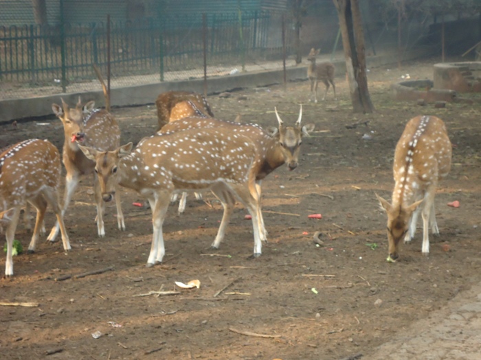 Pre-primaries visit Deer Park
