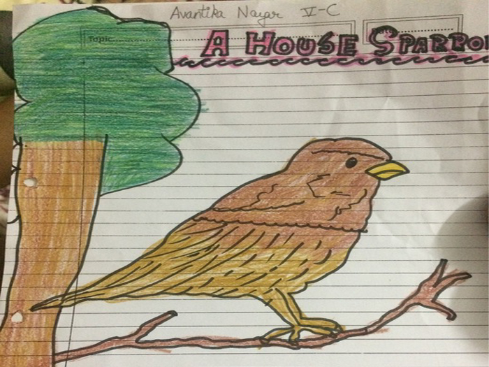 Disappearing Sparrows: Where Have They Gone? An interaction with an expert